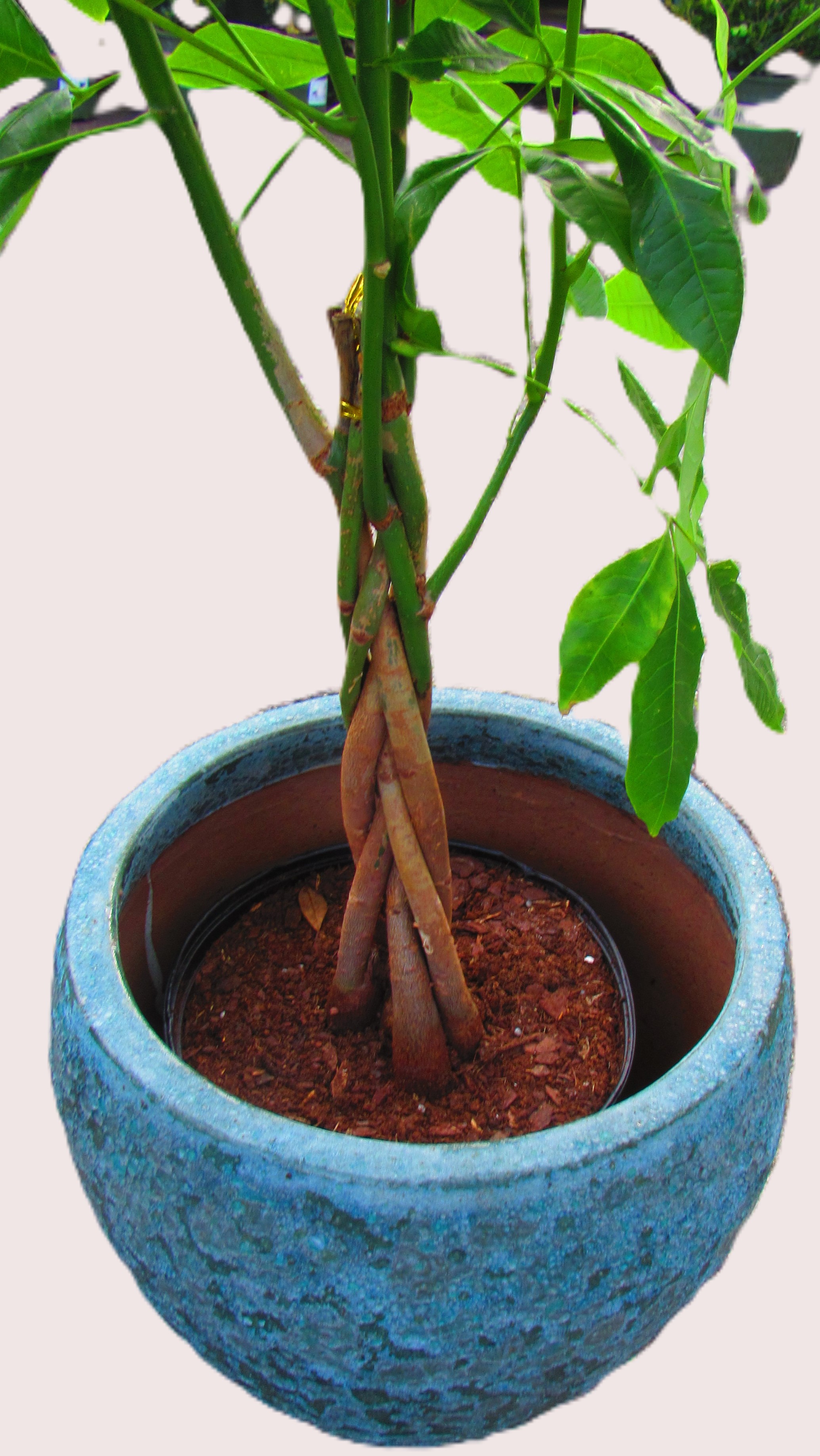 uv light plants indoor Best Grow Lights for Indoor Plants – Boost Growth & Yield main image 0