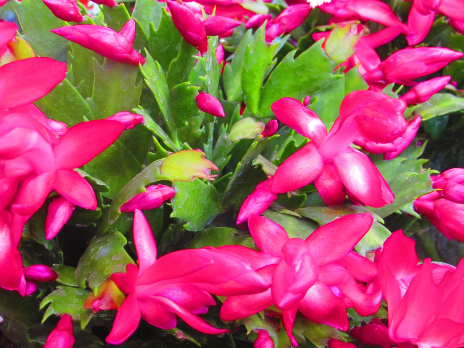 Christmas Cactus /thanksgiving Cactus Live Plant