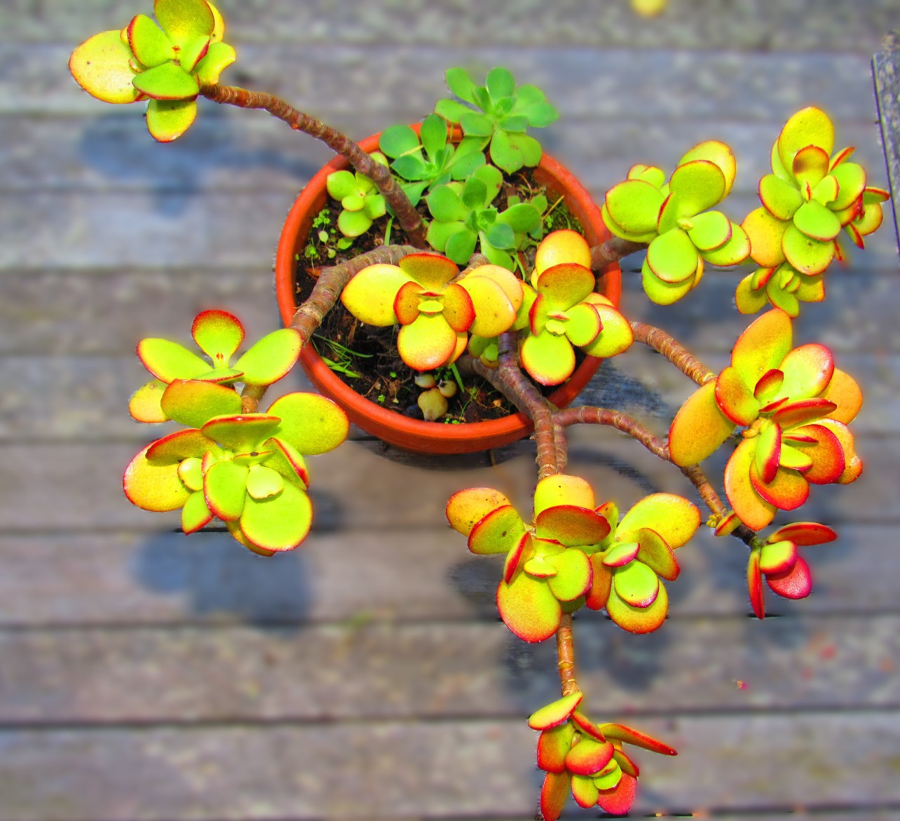 How to Care for Jade Plants | ehow