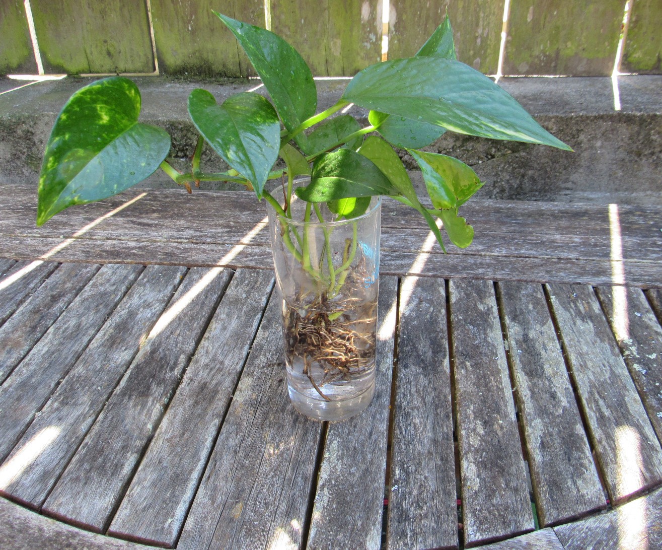 olivenbaum wasserbedarf Olivenbaum / Olea europaea online kaufen main image 1