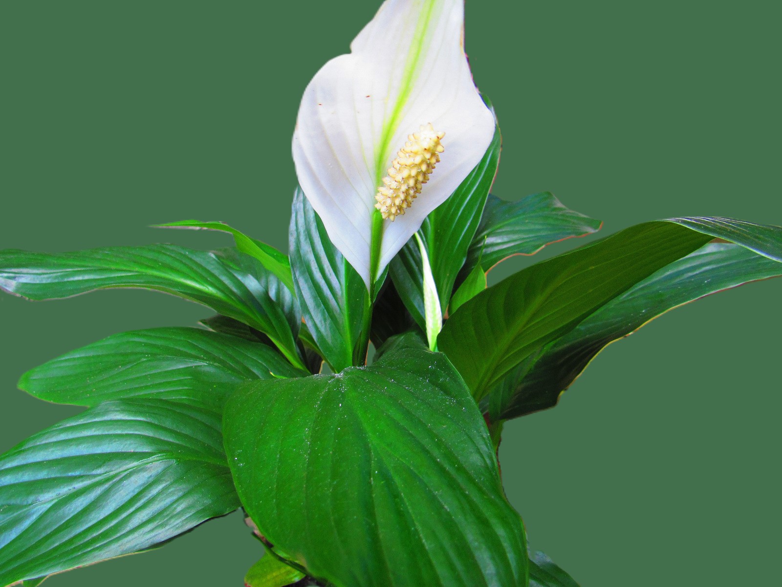 How to Care for, Water, and Fertilize Peace Lily Plants | ehow