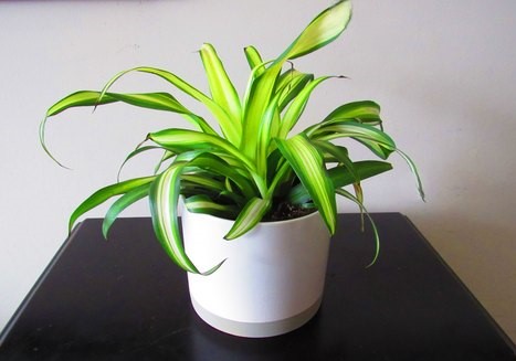 pothos snow queen Live Snow White Icy Pothos main image 1