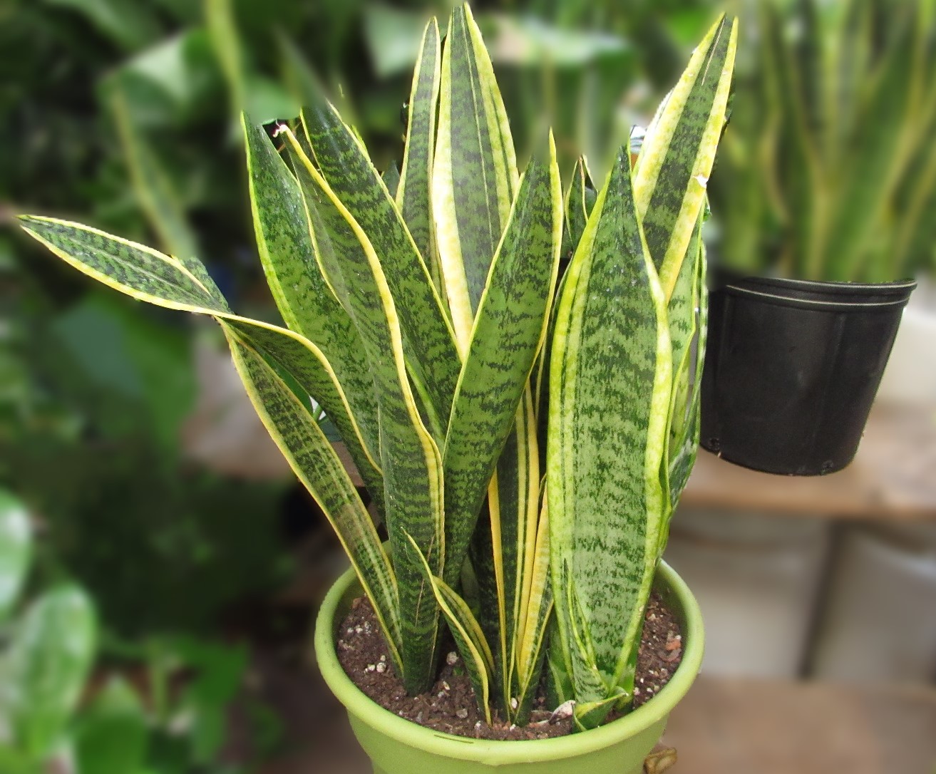 How to Care For the Snake Plant | ehow