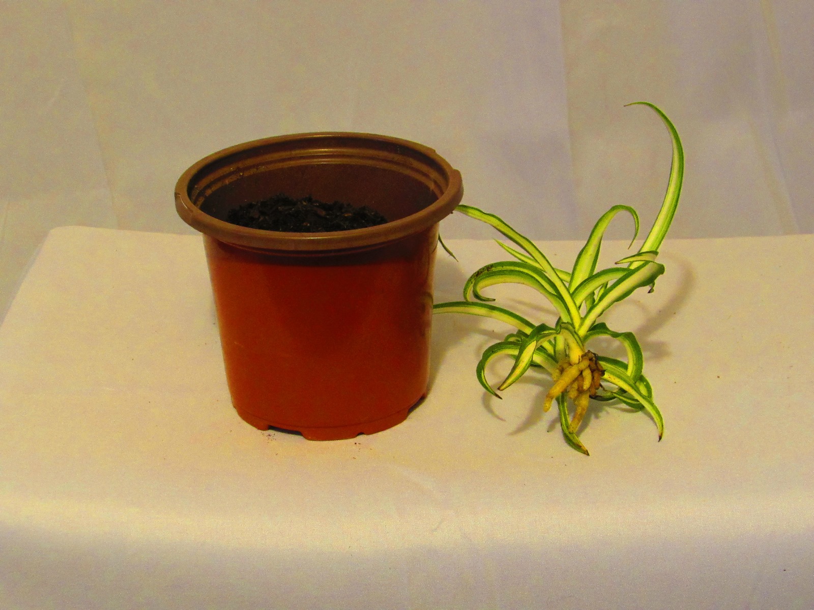 Detailed Guide to Propagating a Spider Plant | ehow