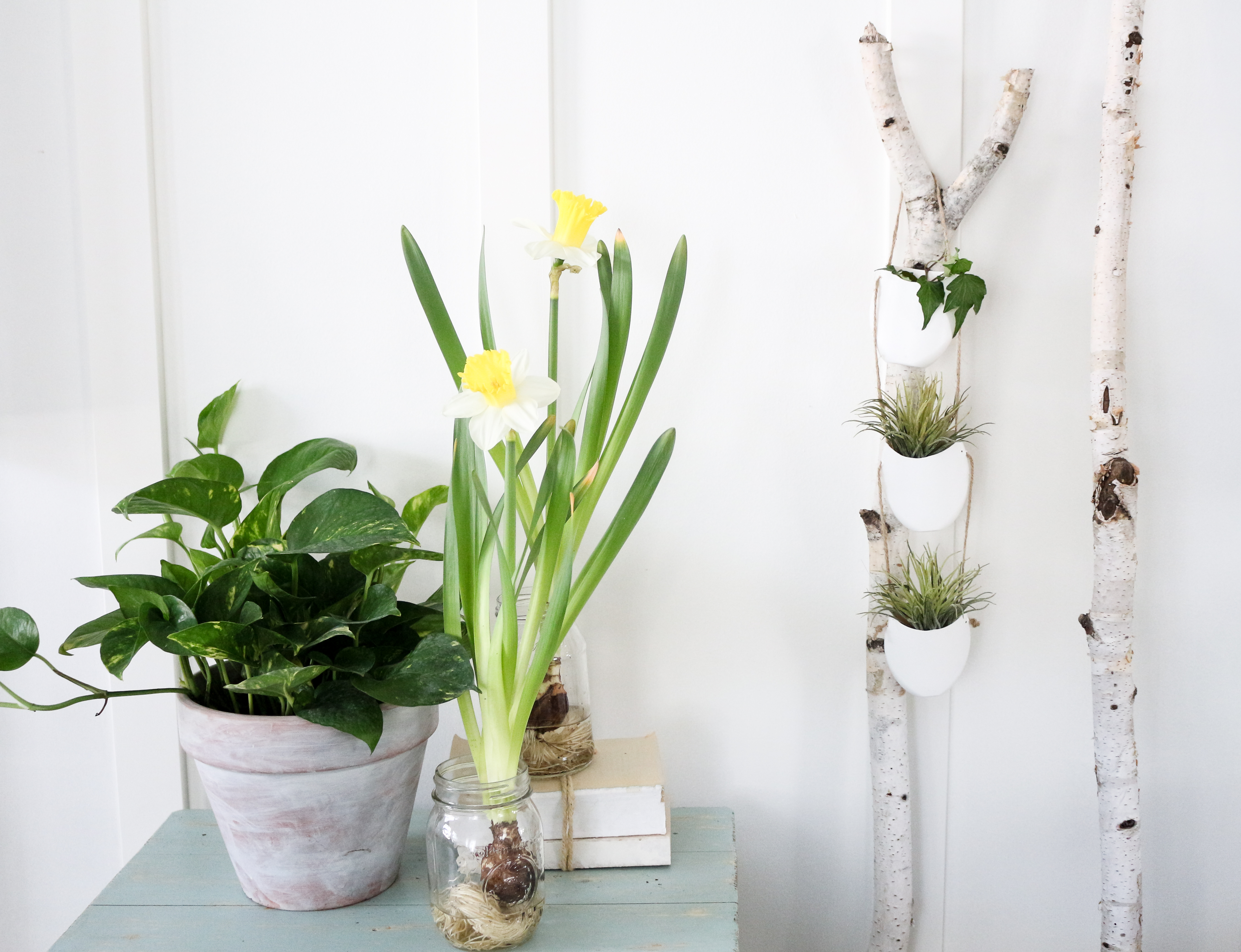 jade plant mini Shop Lucky Indoor Jade Plant with Self Watering Pot