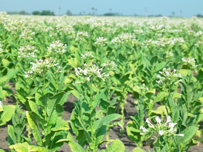 How Tall Does a Tobacco Plant Grow in One Year?