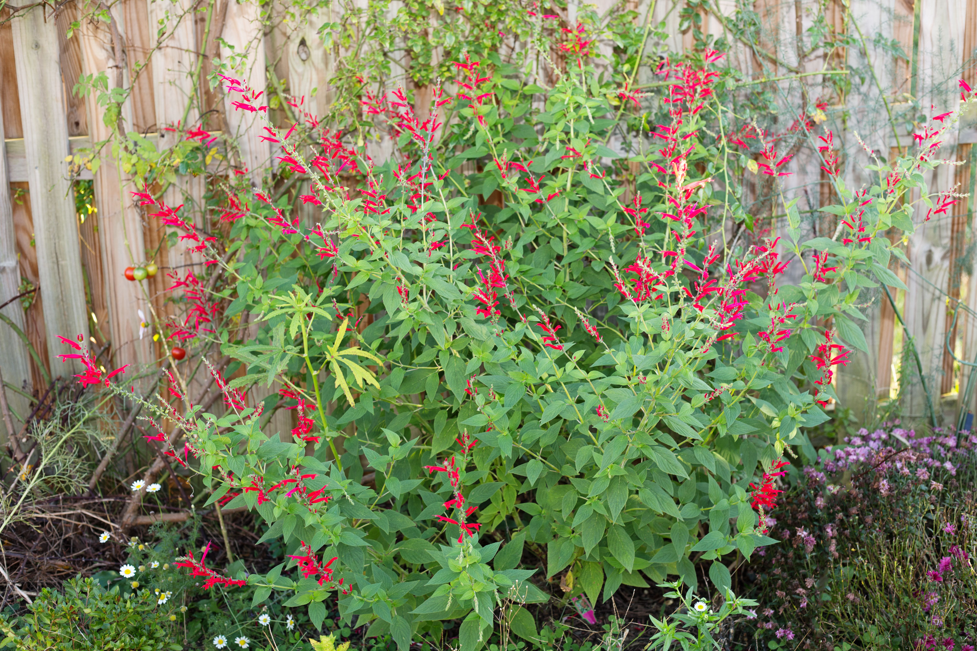 How to Grow Pineapple Sage | ehow