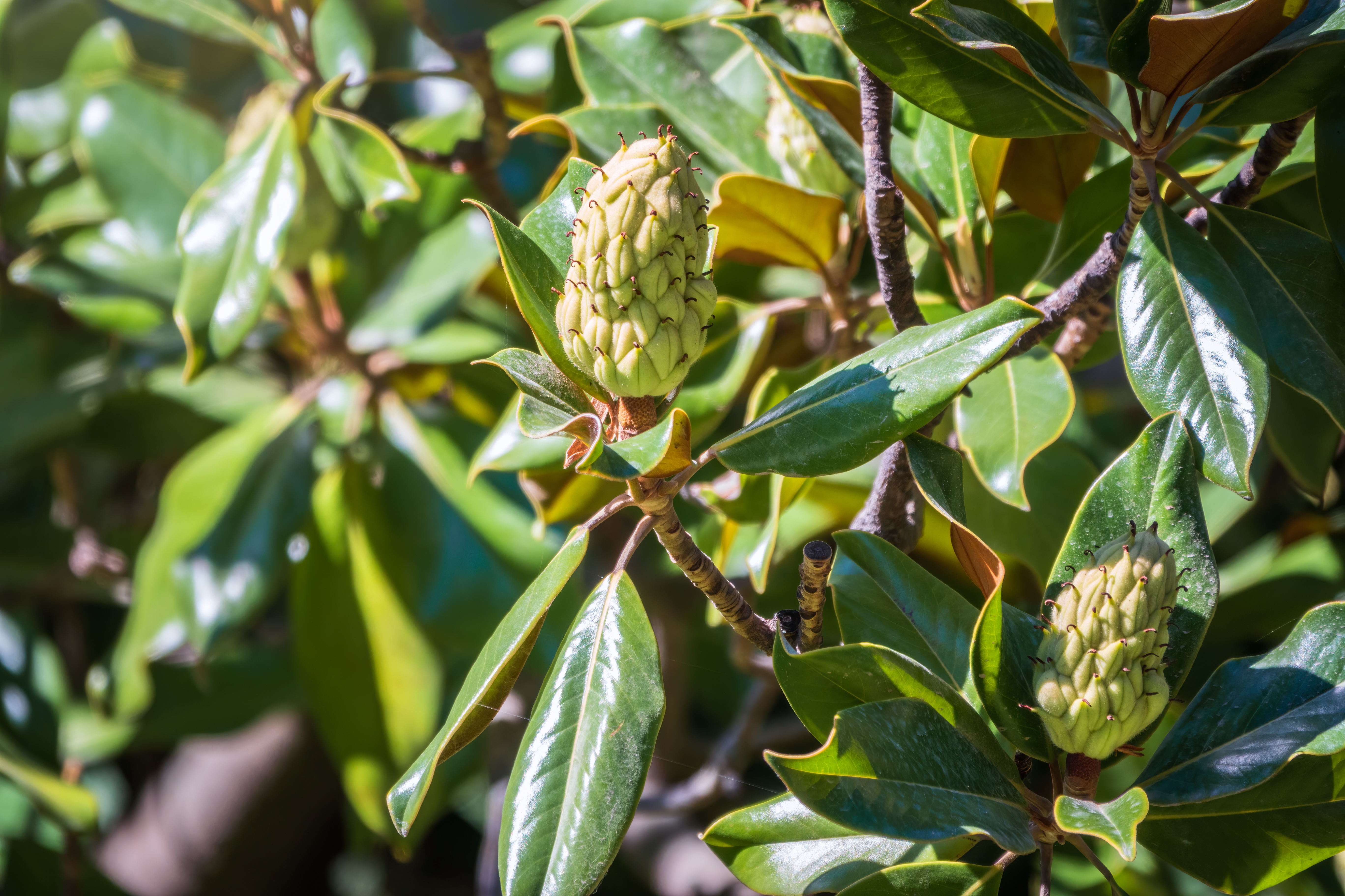 How to Make Christmas Ornaments From Magnolia Seed Pods | ehow