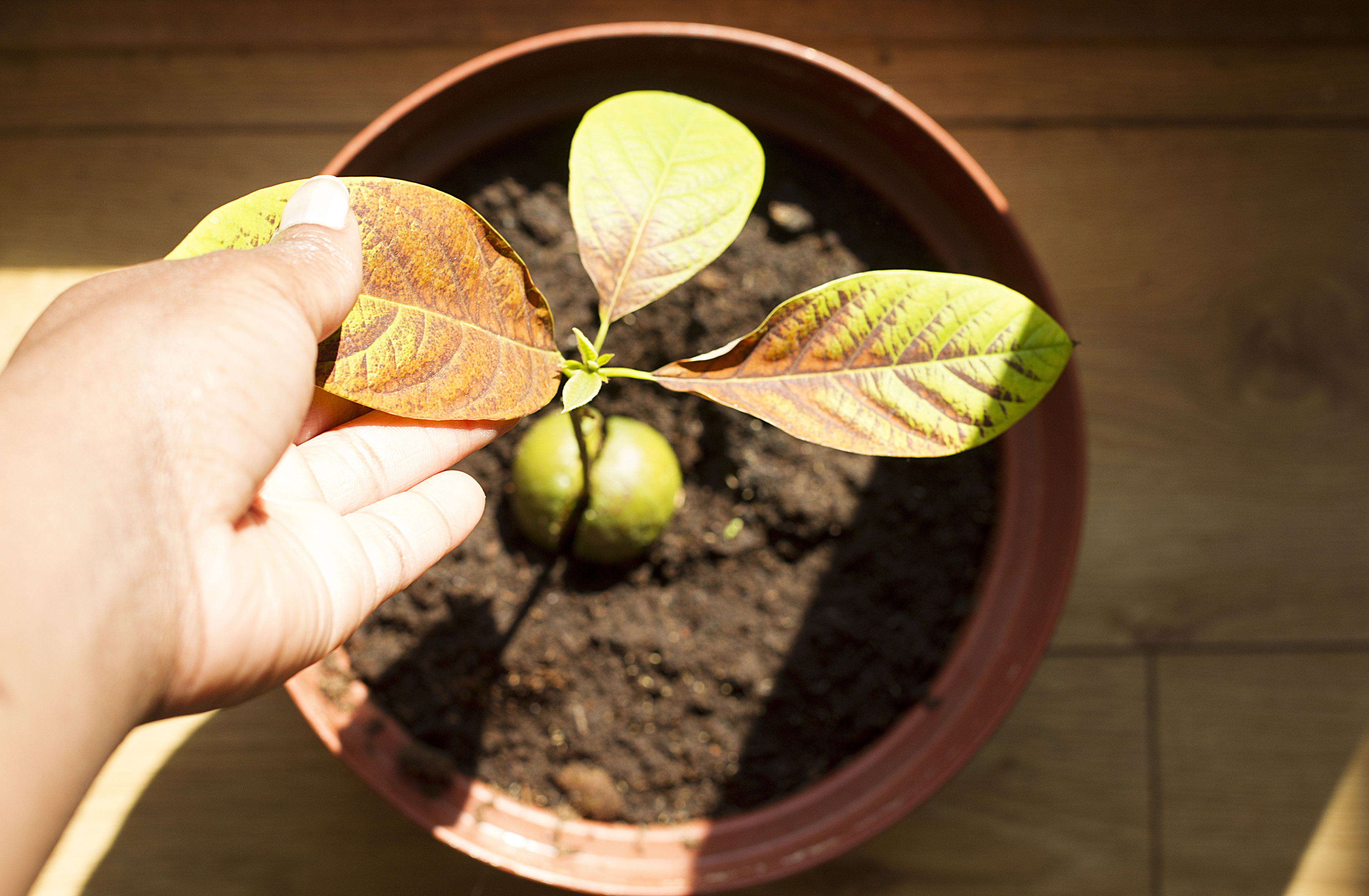 How Much Water Does an Avocado Tree Need? | ehow