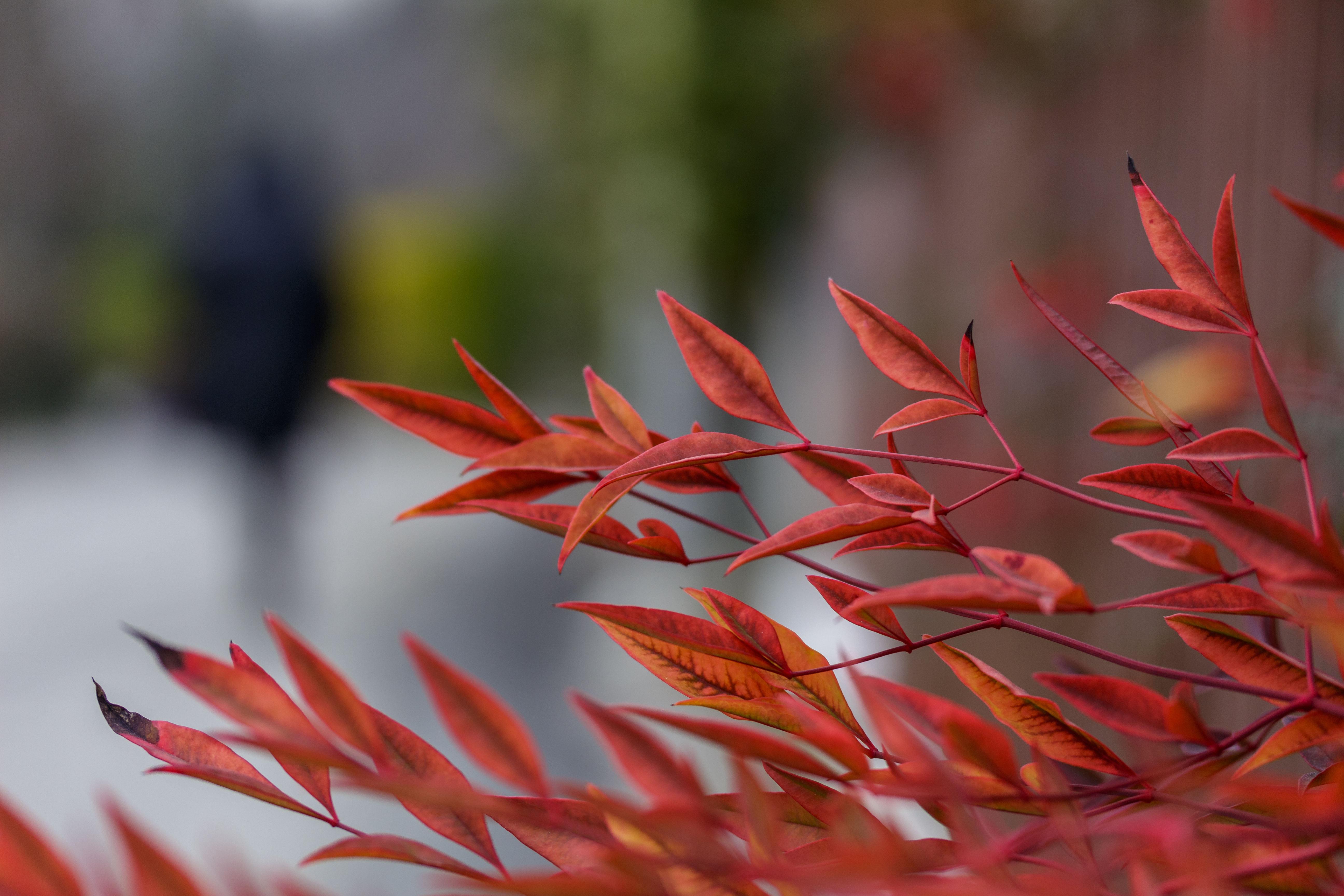 Chinese Pistache Tree Growth Information | ehow