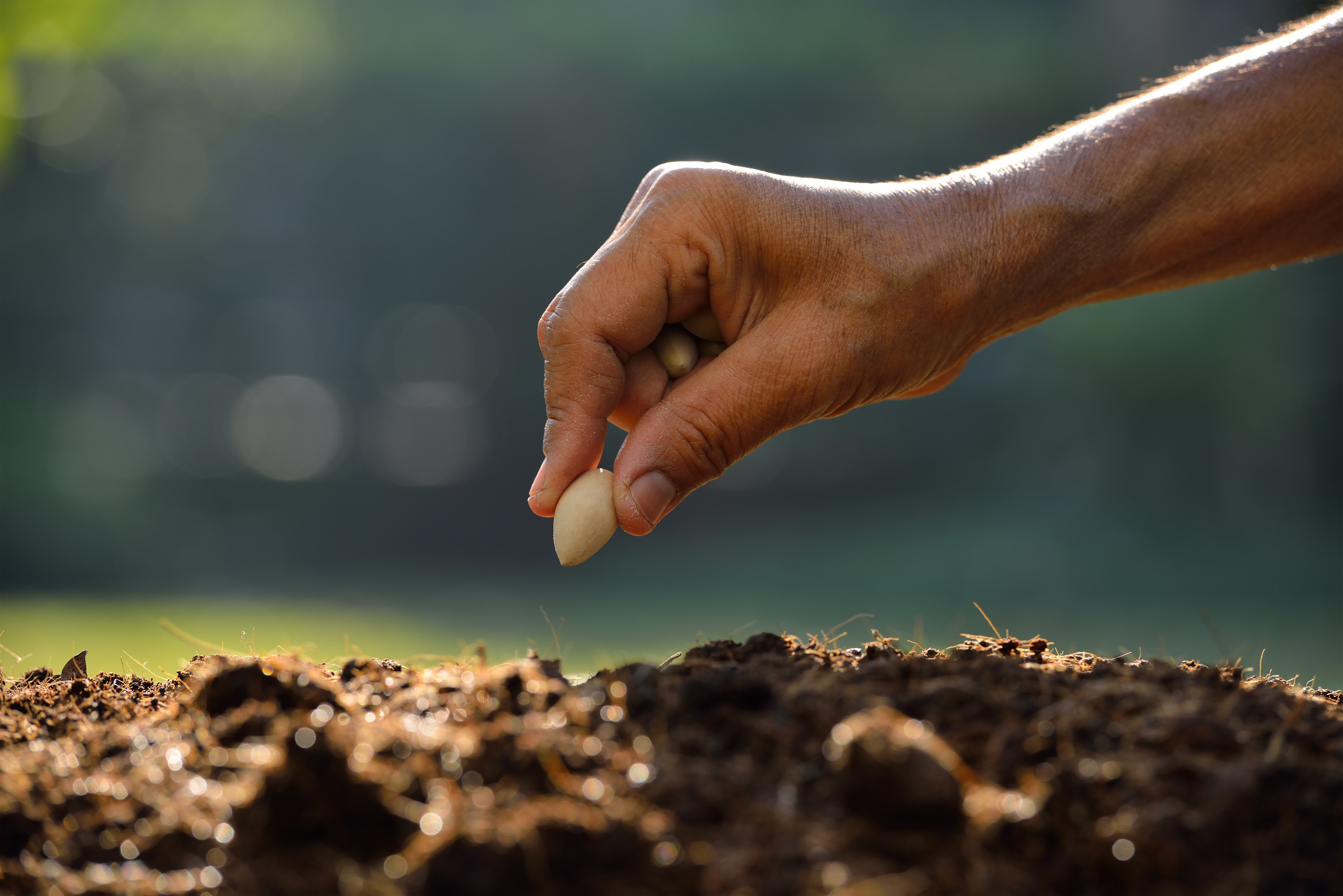 How to Soak Bean Seeds Before Planting | ehow