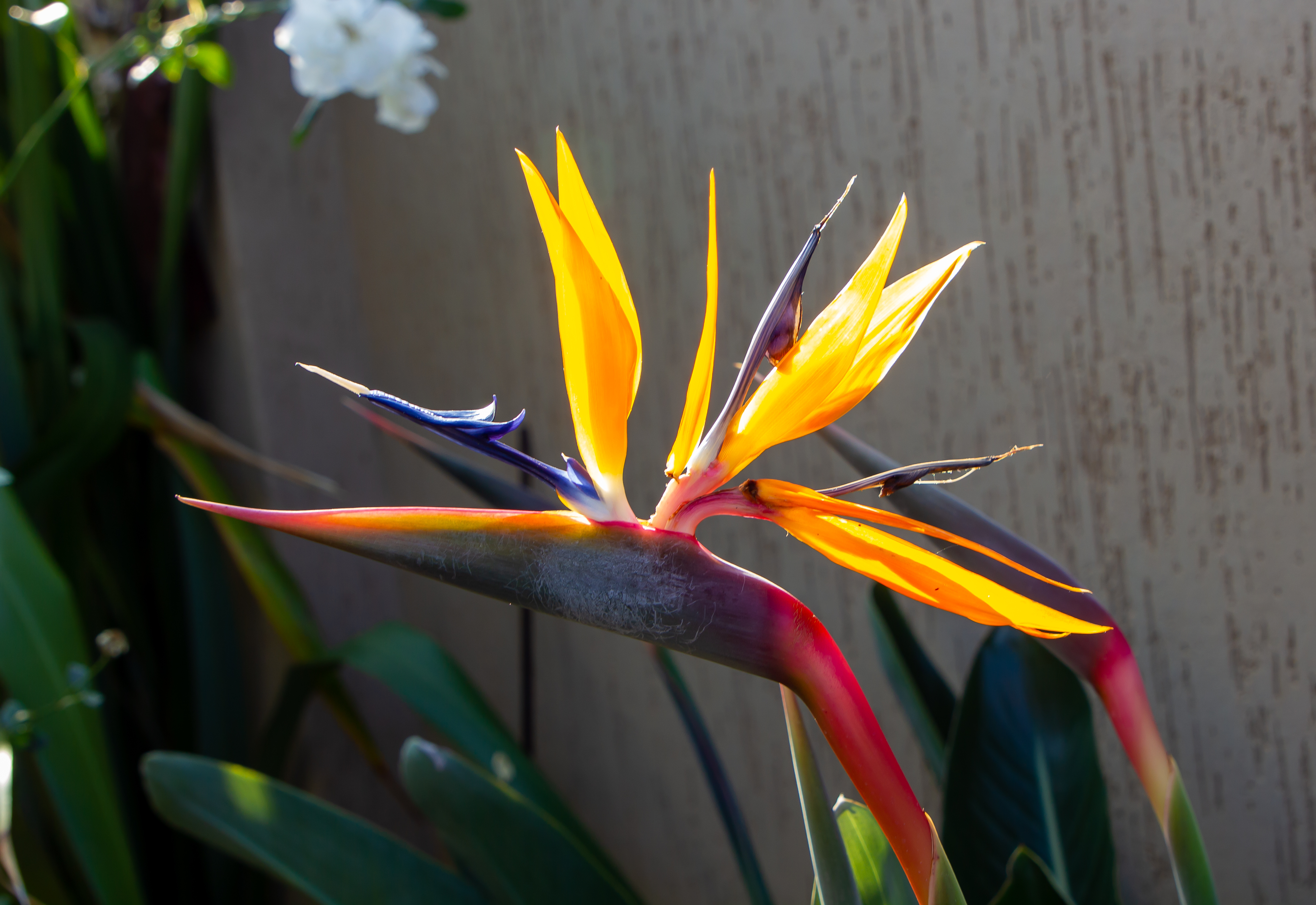 Do You Plant Birds of Paradise in Sun or Shade? | ehow