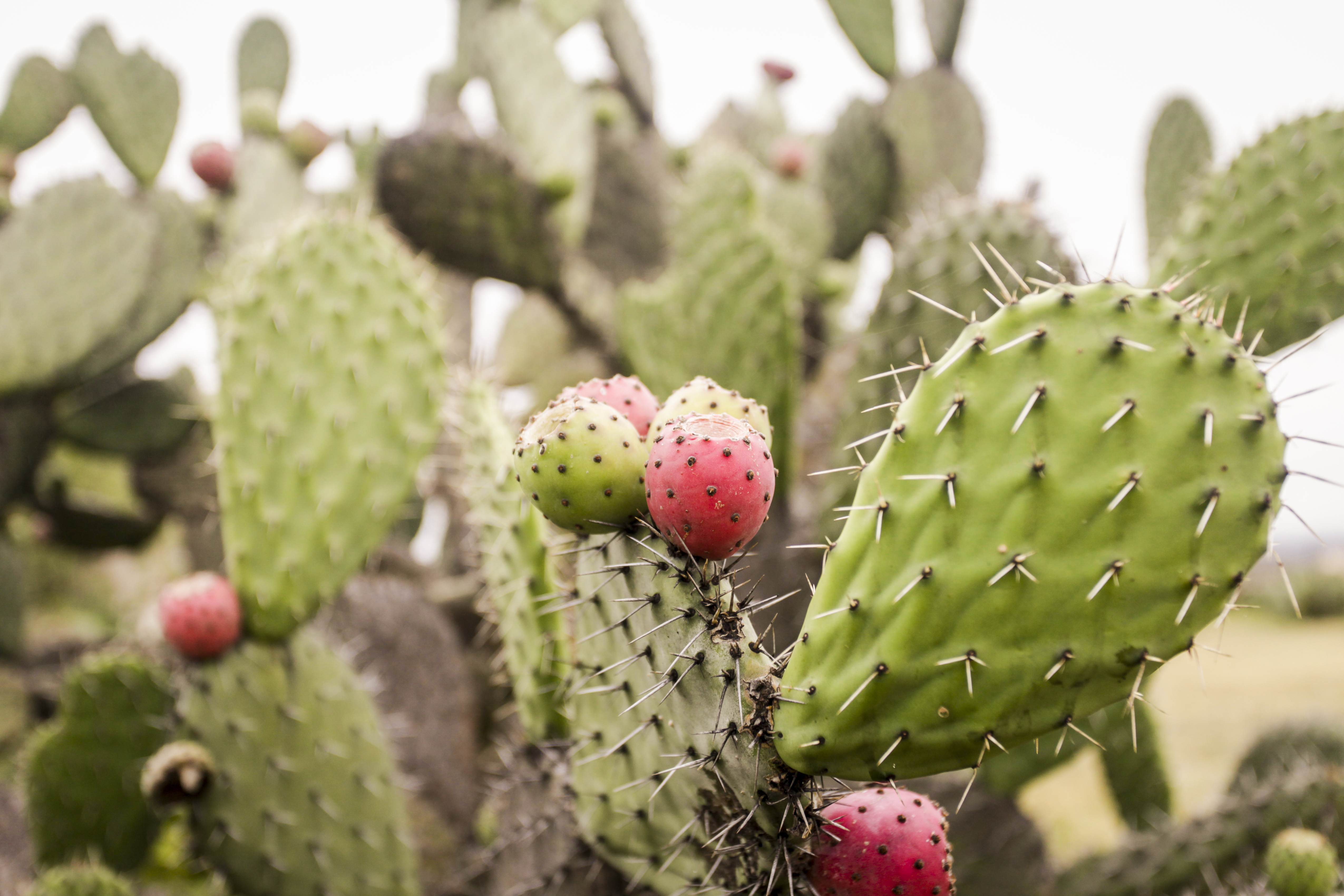 What Eats the Prickly Pear? | ehow
