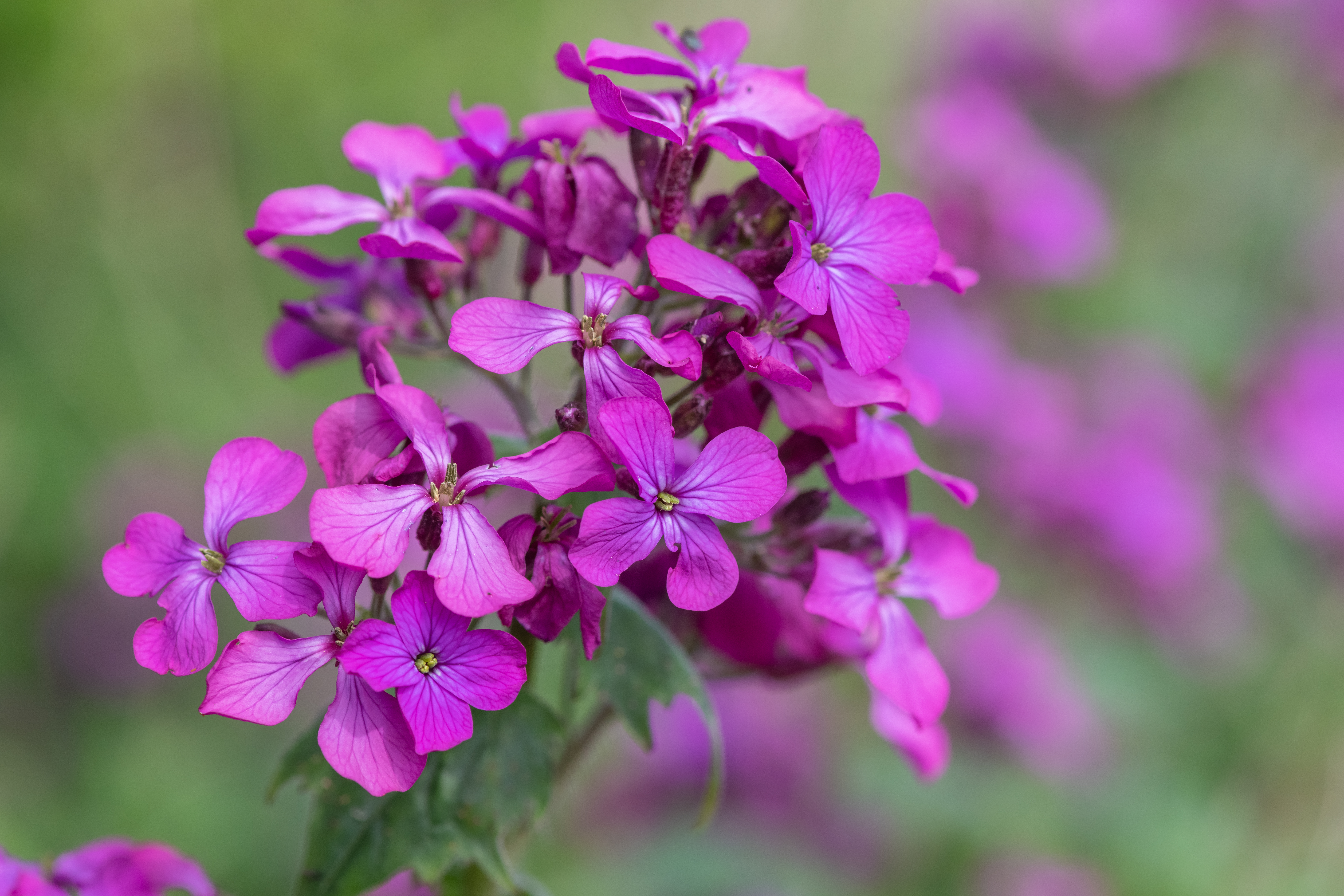 What Is a Penny Flower Plant? | ehow