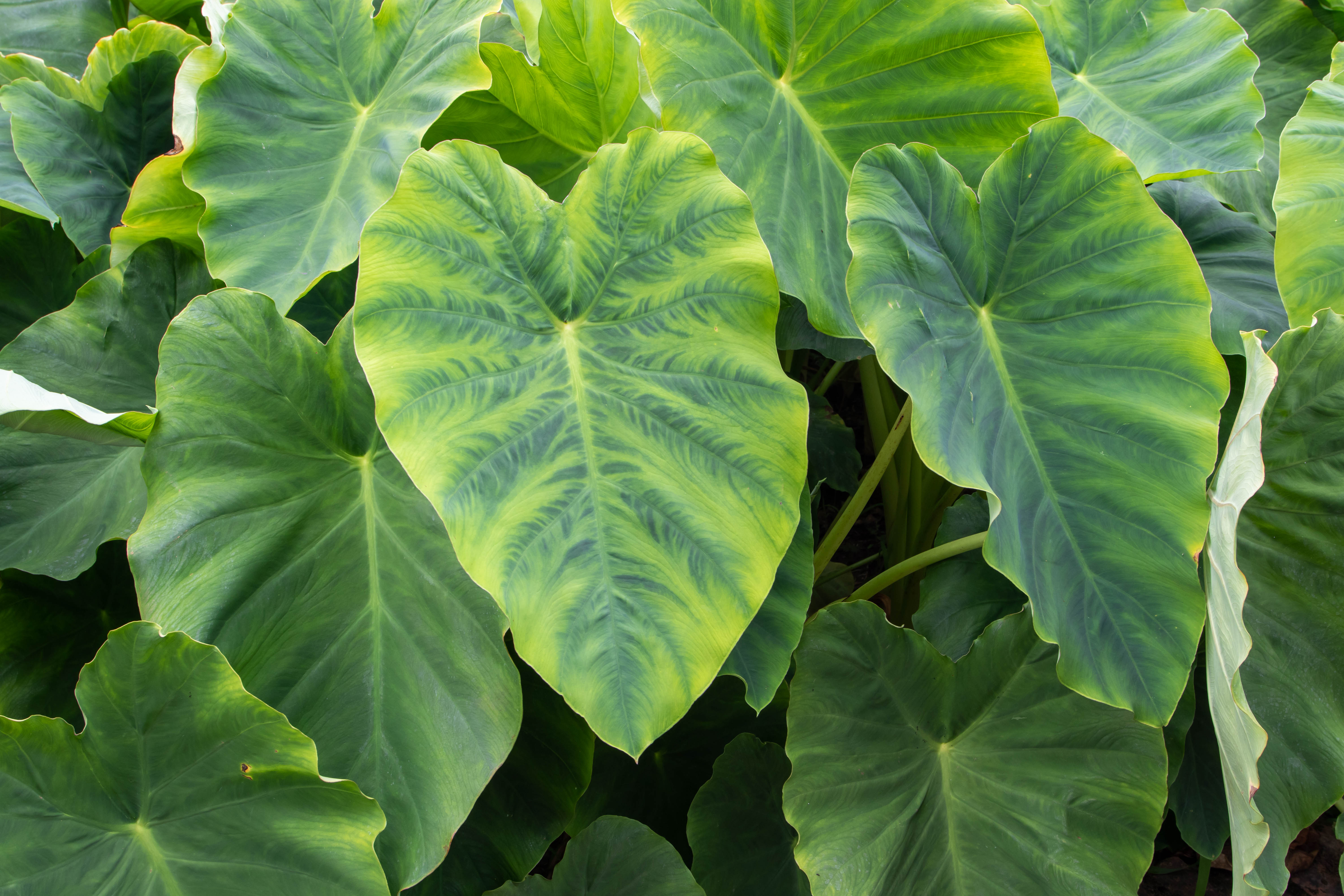 How to Clean Taro Leaves | ehow