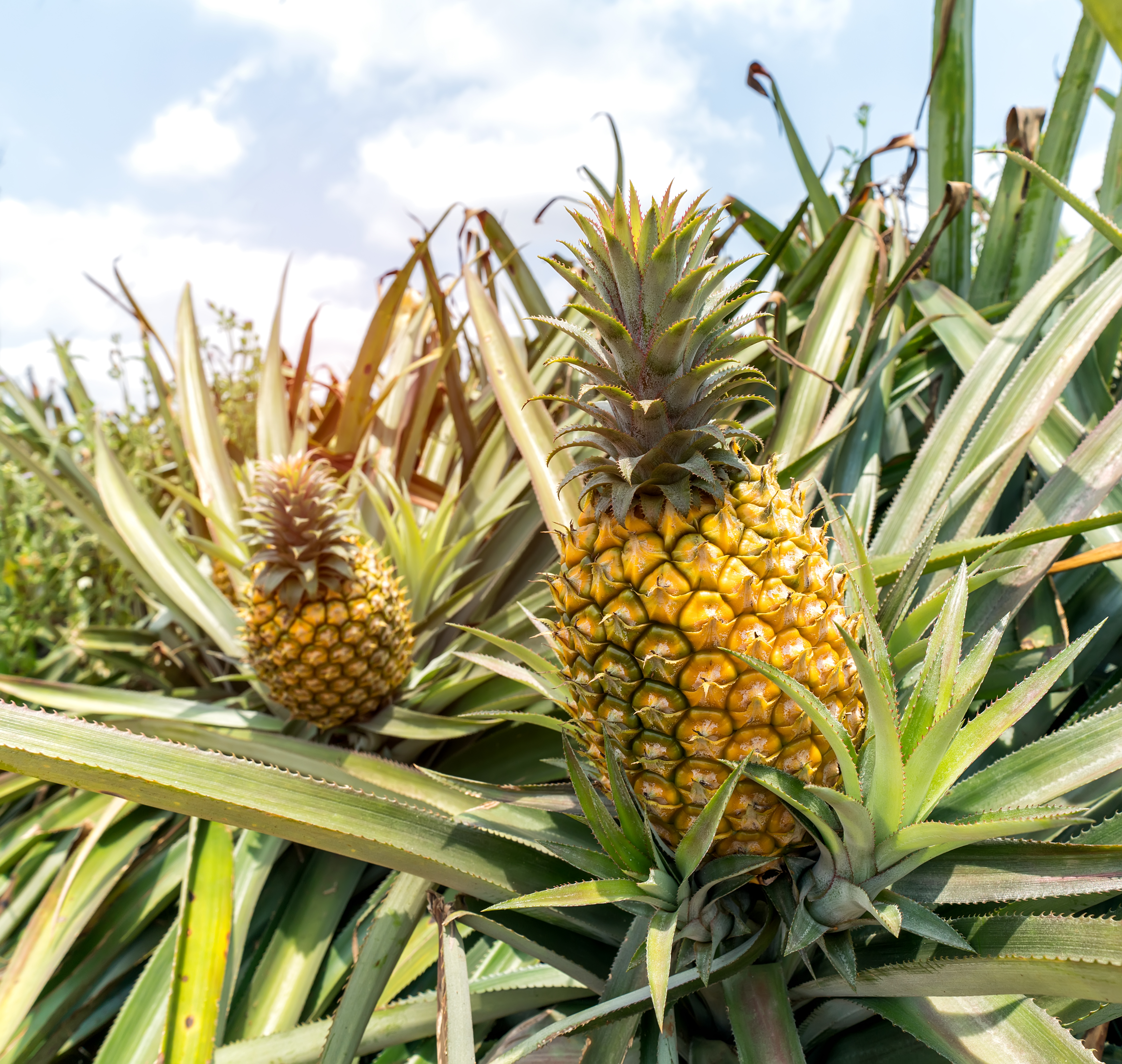 The Best Potting Soil for Pineapples | ehow