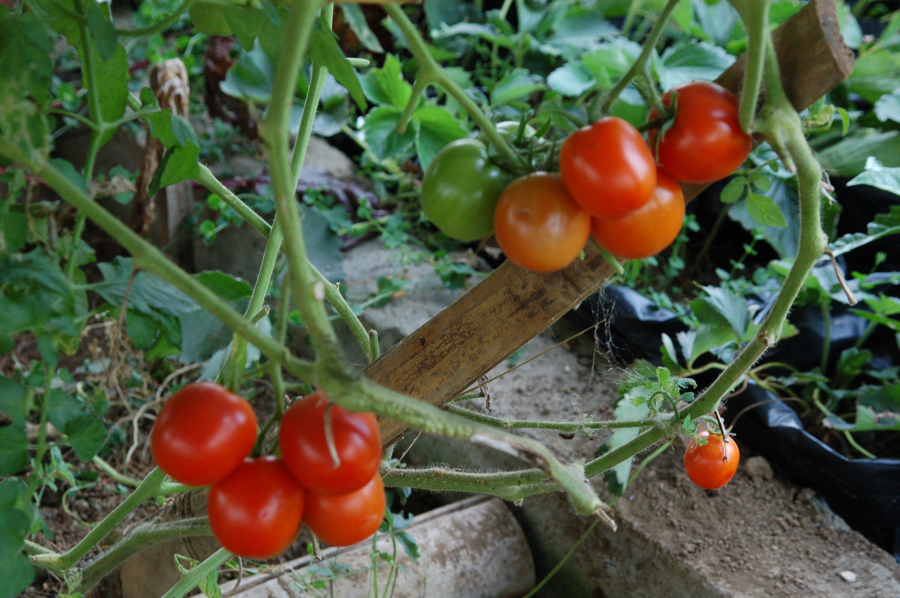 annie plant Sweet Annie Organic