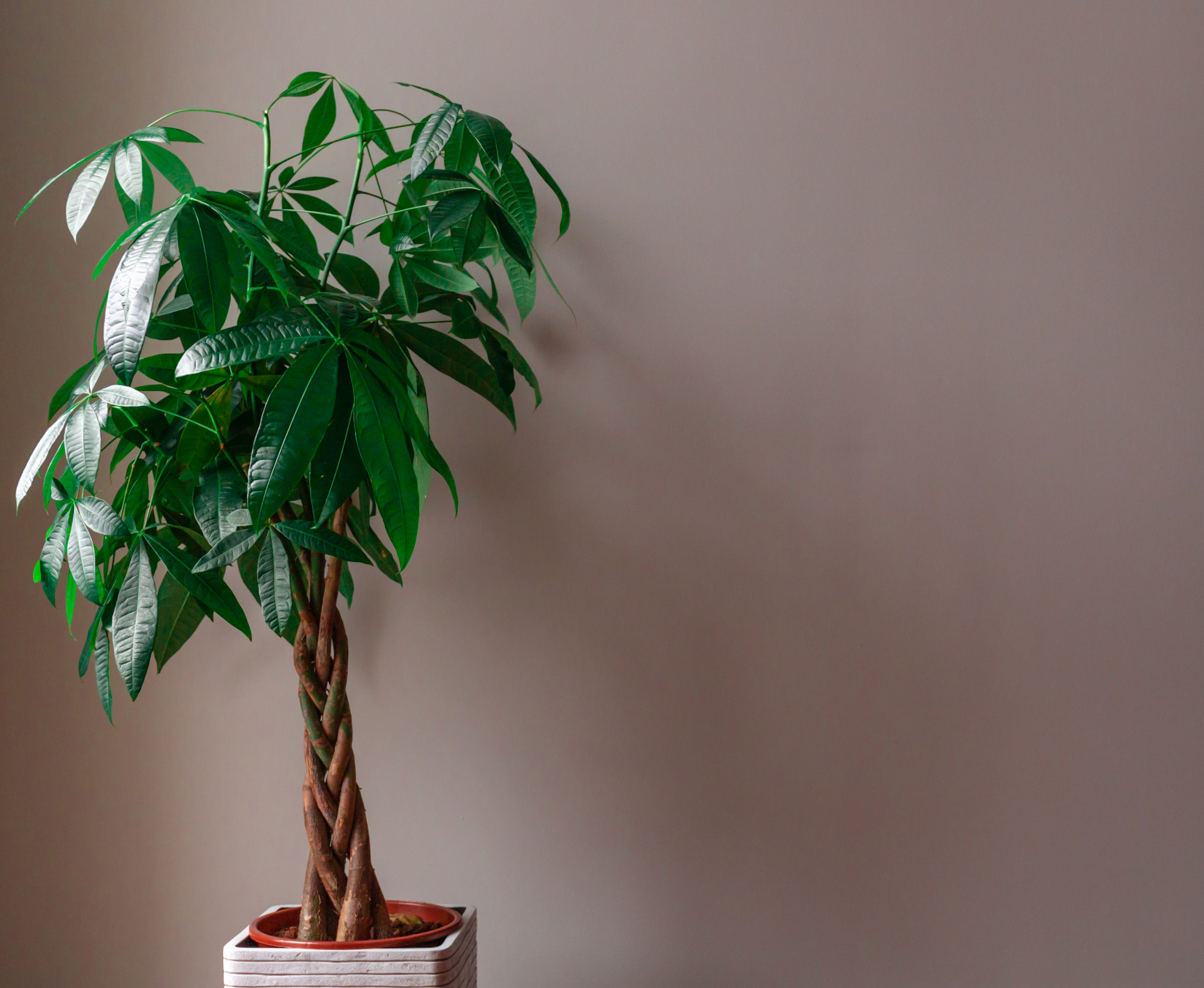 jade plants for sale Pothos Jade Satin - Rare Houseplant for Sale main image 1
