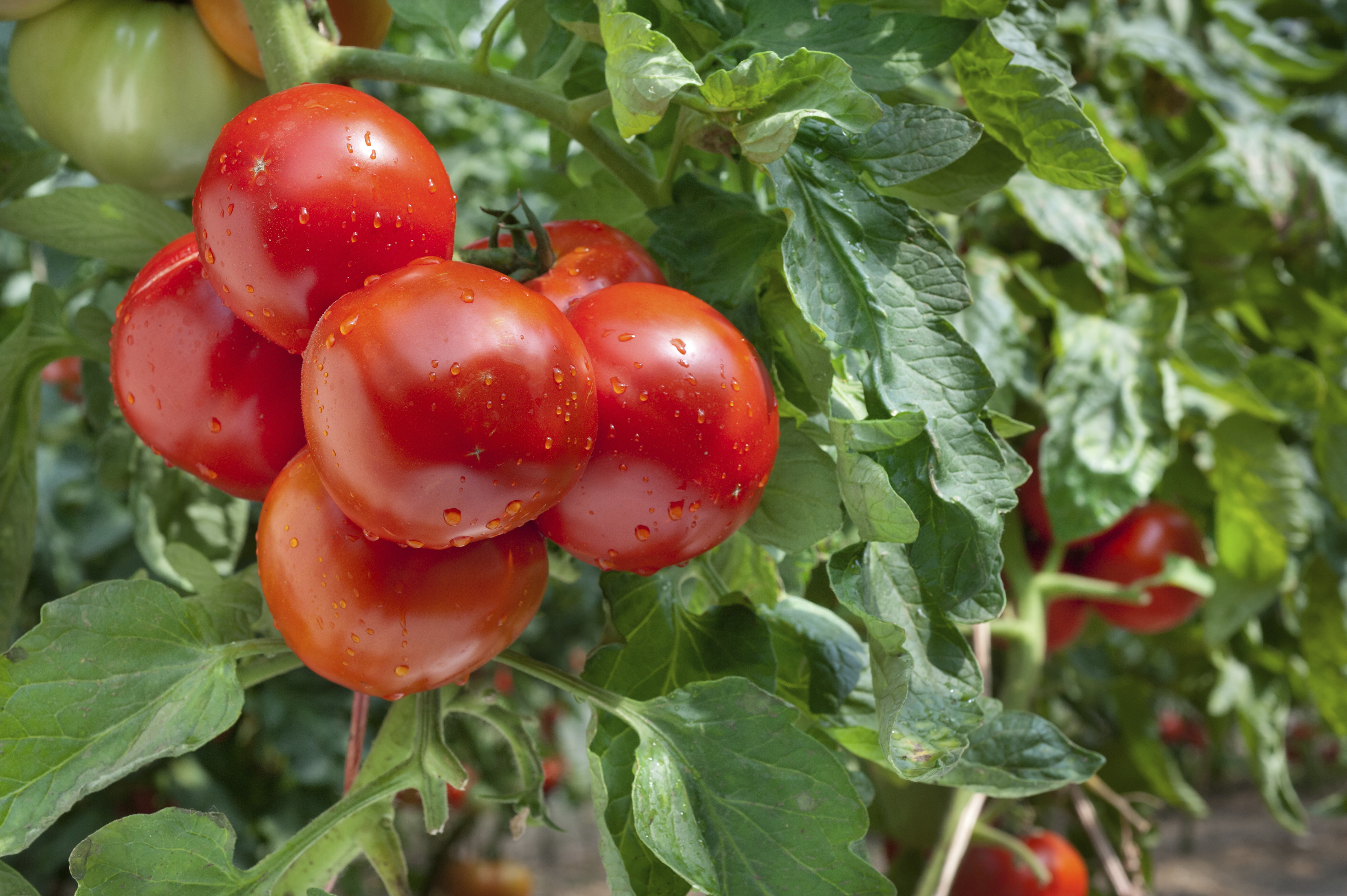 My Tomato Plants Are Dying From the Bottom Up | ehow