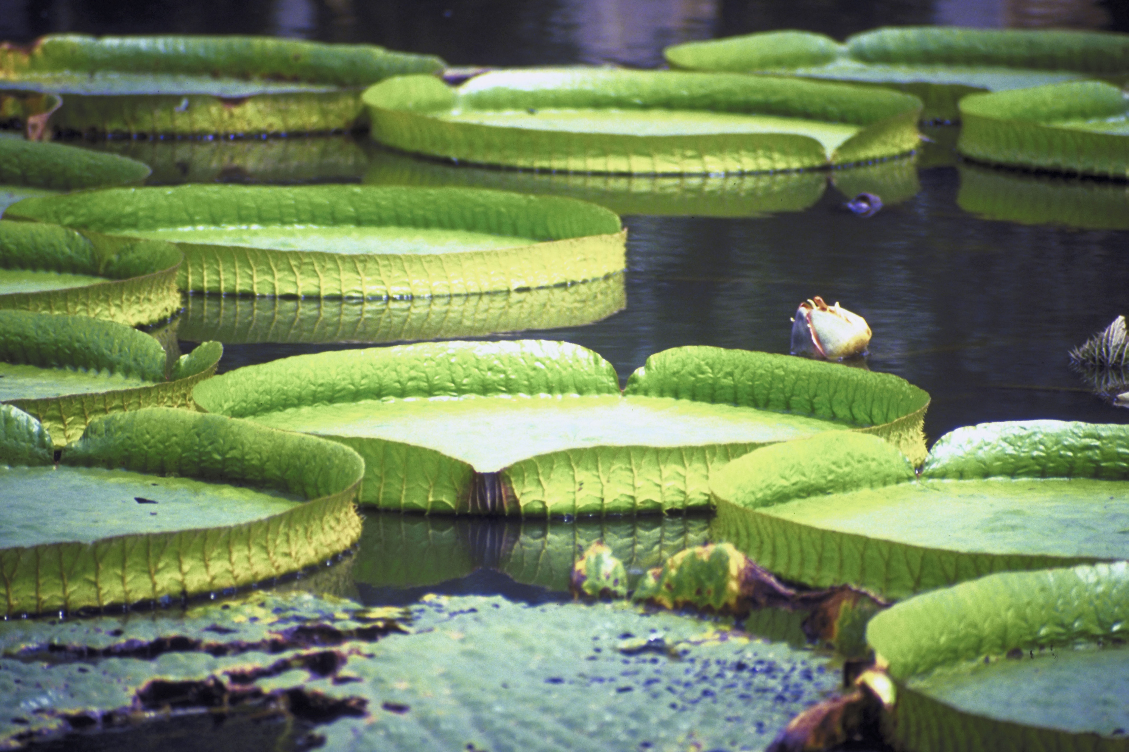 Giant Water Lily Flower Facts | ehow