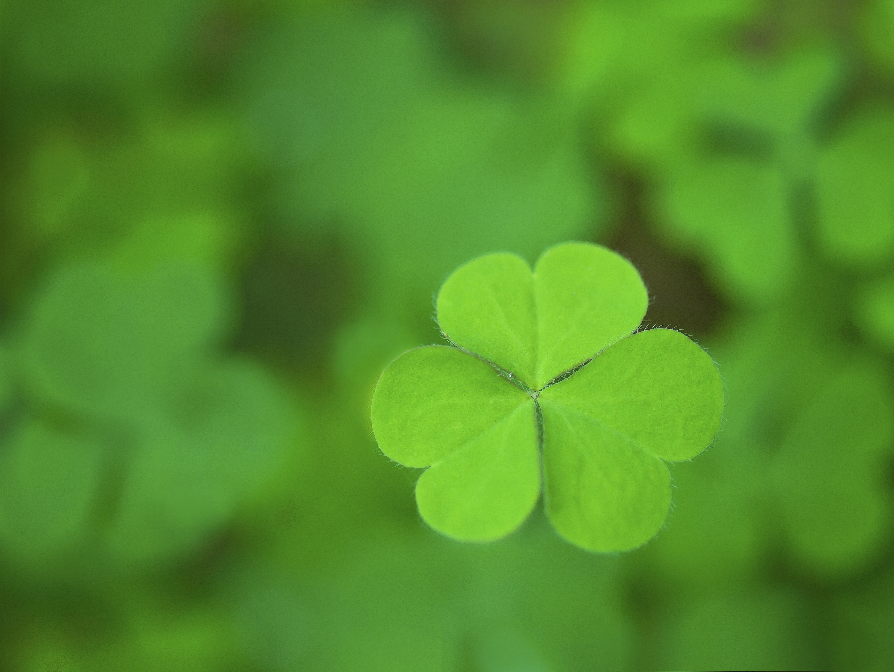 How to Take Care of Four-Leaf Clovers | ehow