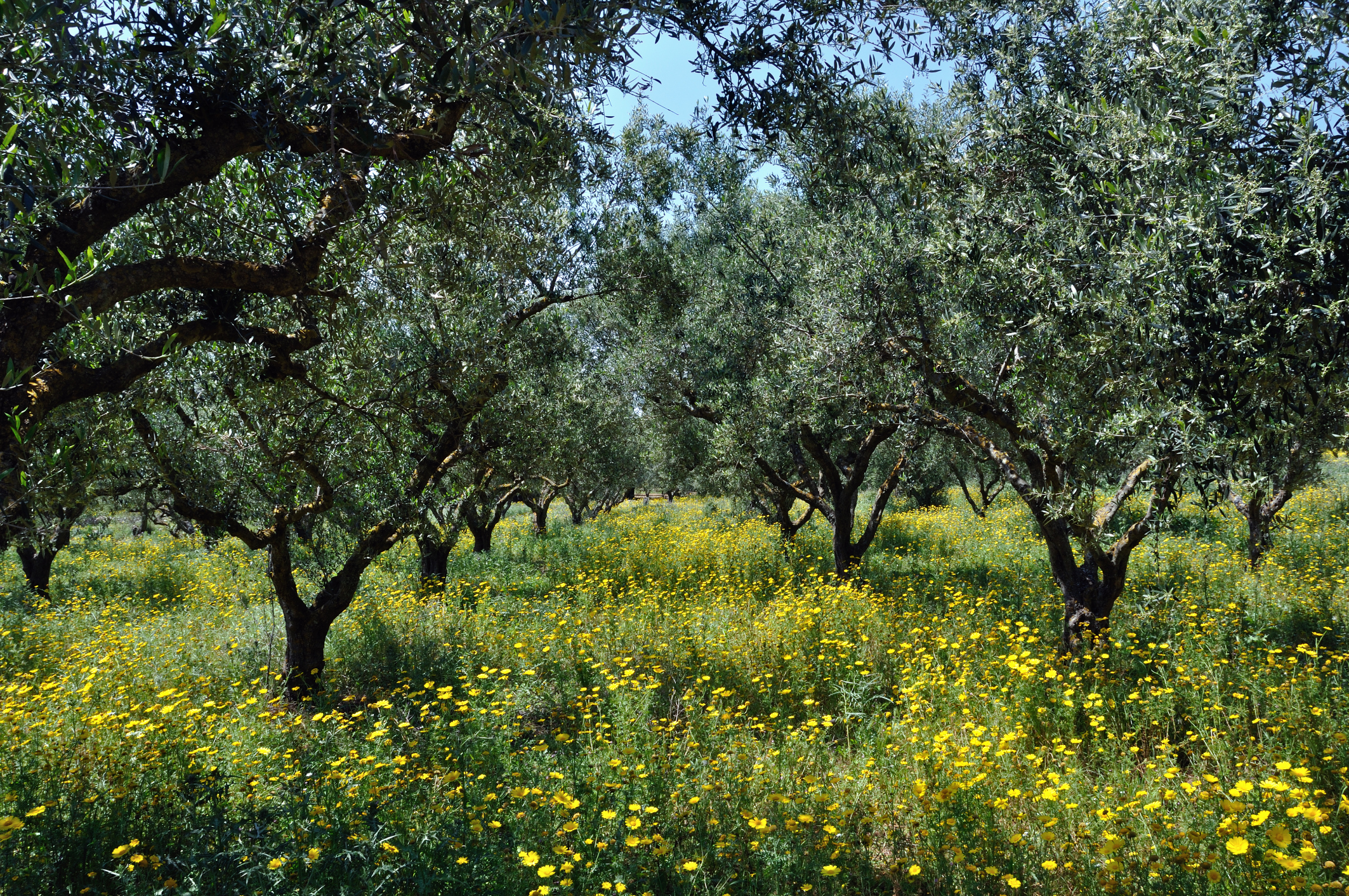 Greek Native Plants | ehow