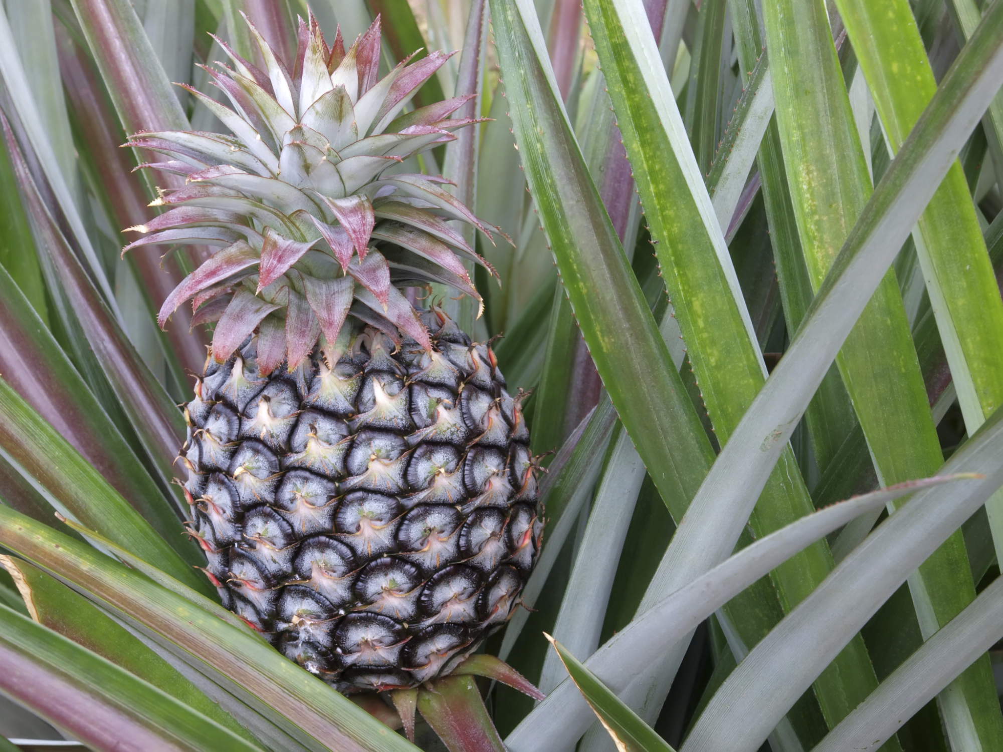 The Best Potting Soil for Pineapples | ehow