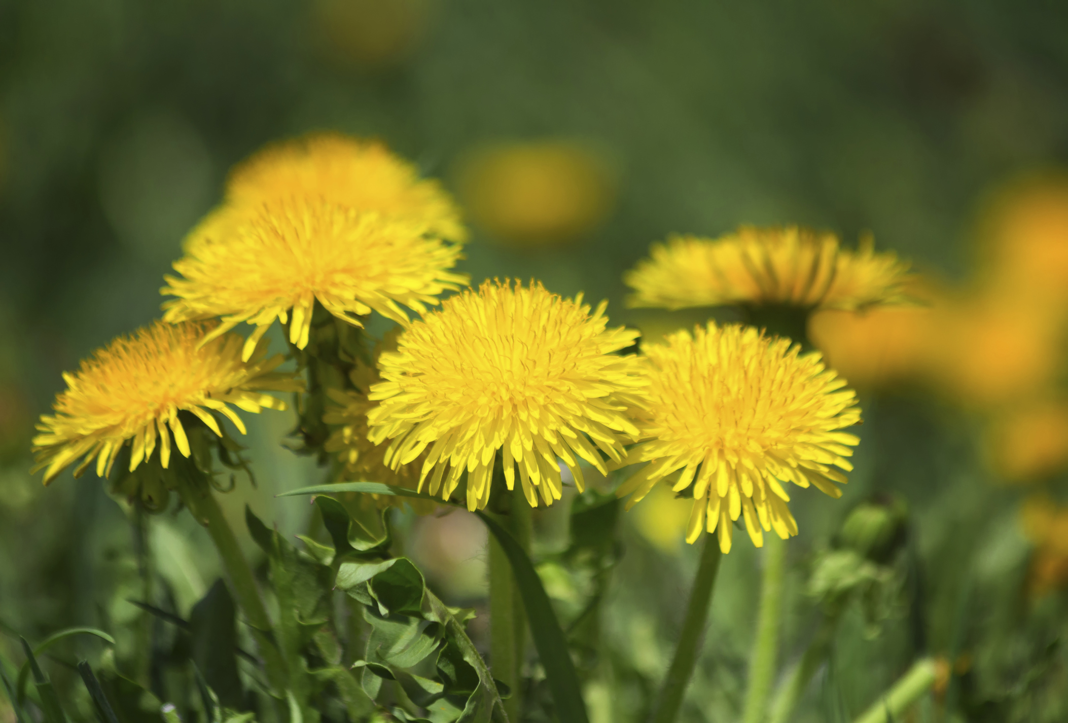 Flowers That Look Like Dandelions | ehow