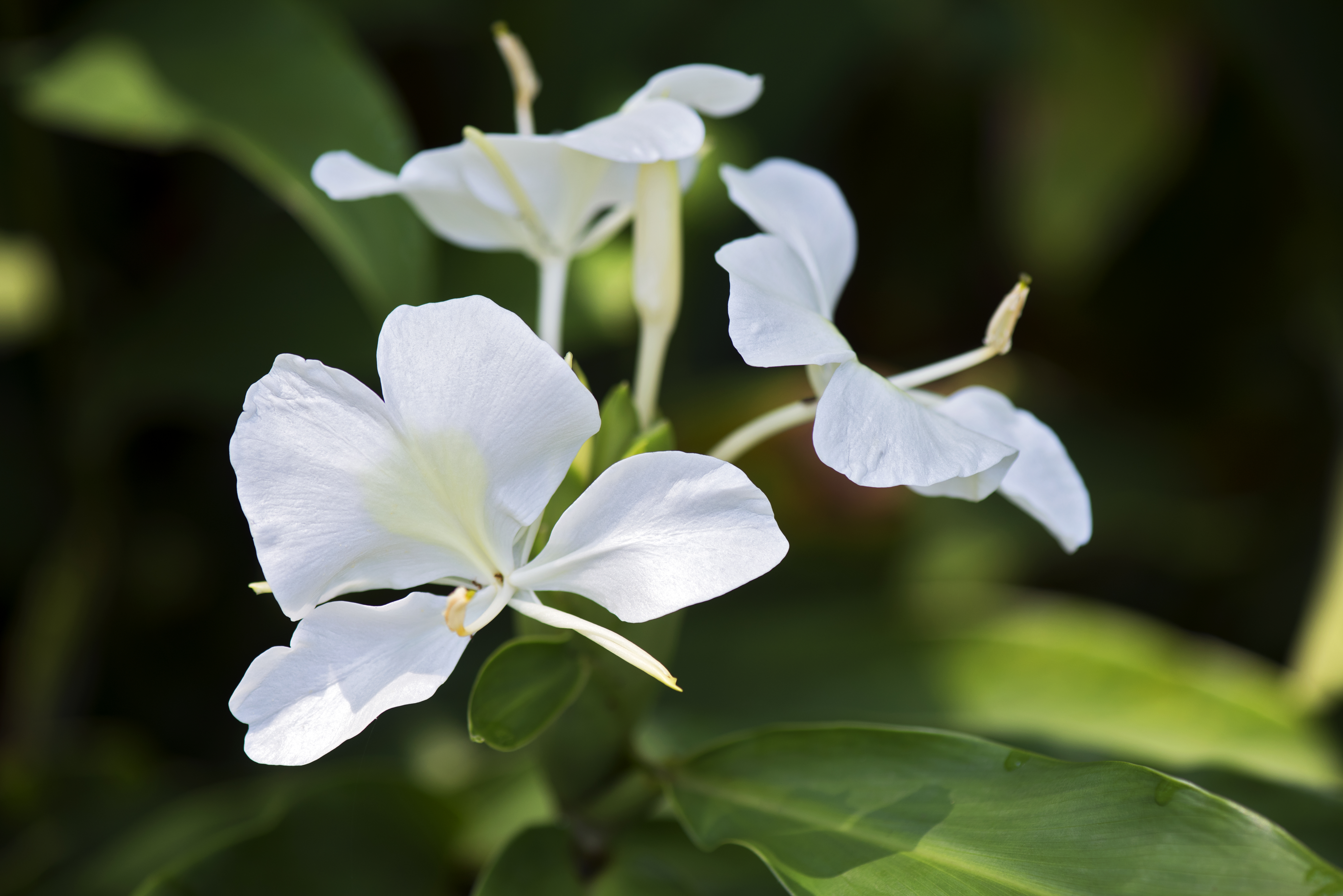 About Camia Flowers | ehow