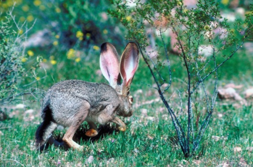 Desert Animals That Eat Plants | ehow