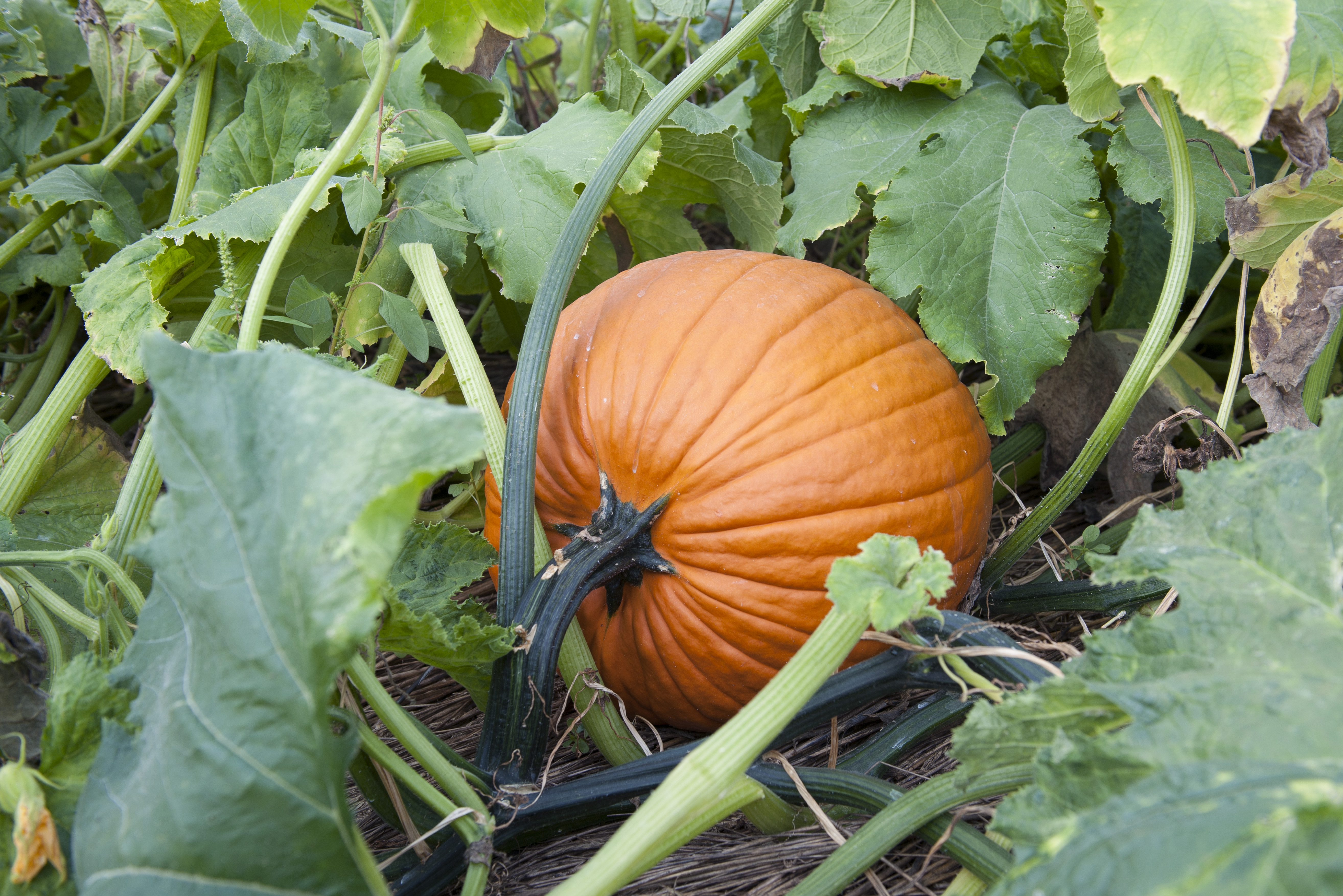 Difference Between Zucchini & Pumpkin Plants | ehow