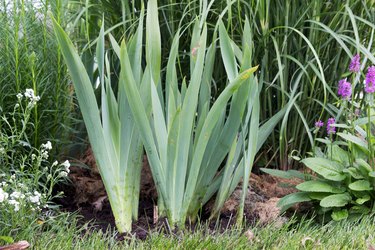 Transplanted irises