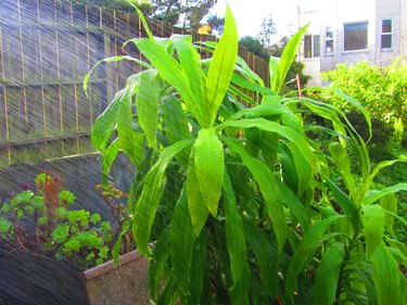 Showering under garden hose.