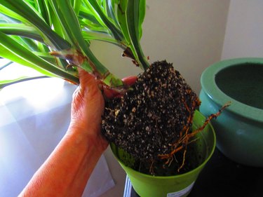 Time to repot the plant.