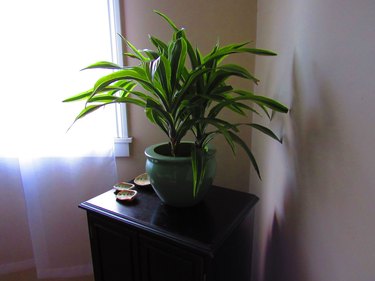 Indoor corn plant