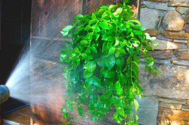 spraying a lipstick plant with a garden hose and spray nozzle