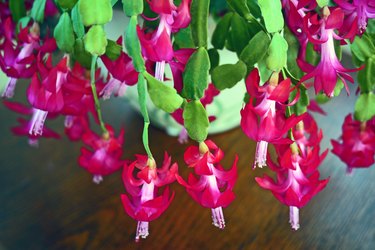 Christmas cactus plant