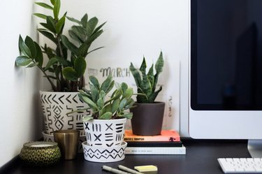 office plants