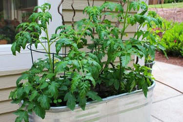 galvanized planter