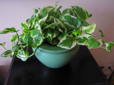 N'Joy pothos in a blue container