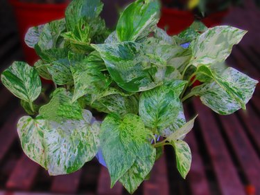 Snow Queen pothos plant