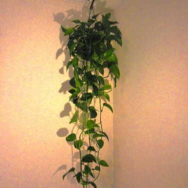 Pothos in a hanging basket