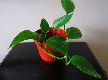 New pothos plant grown from cuttings