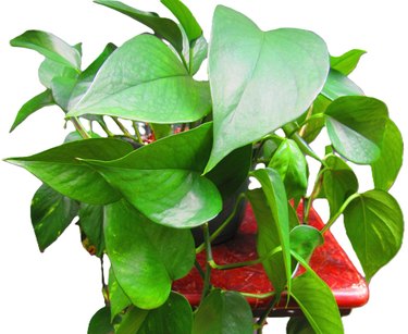 Healthy and vibrant pothos plant