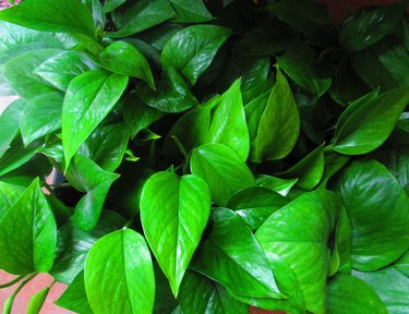 Lush and green golden pothos plant