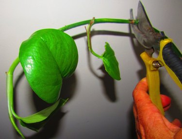 Clipping a pothos plant