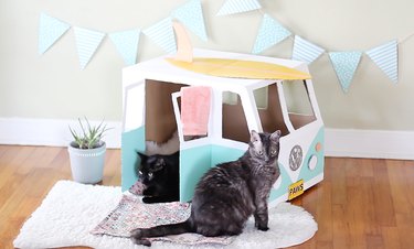 Two cats sitting in VW bus