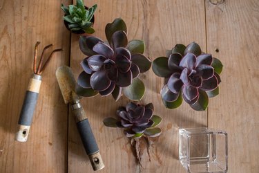 Succulent with root exposed