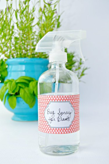 DIY bug spray for plants bottle