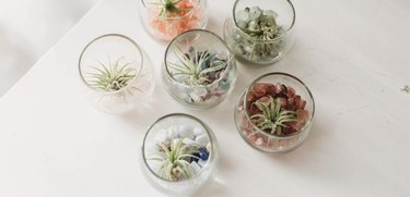 Mini Terrarium Kit Image